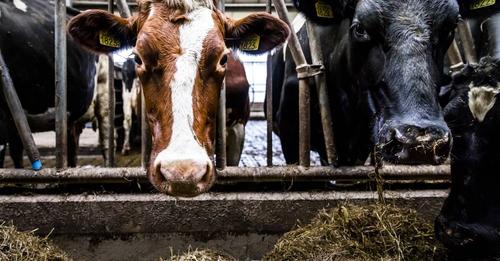 Koeien op stal bij een melkveehouder (foto ter illustratie). © ANP